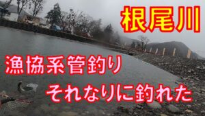 根尾川管理釣り場・それなりに釣れました【エリアトラウト】