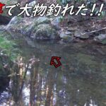 笹の竿で大物釣れた！！