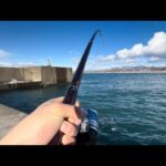 【日本海投げ釣り】快晴の漁港からドカンとあの魚が。投げ釣りで狙う力強い引き。