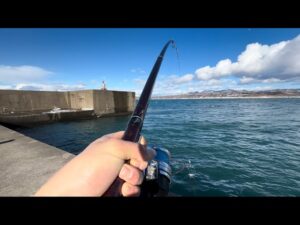 【日本海投げ釣り】快晴の漁港からドカンとあの魚が。投げ釣りで狙う力強い引き。