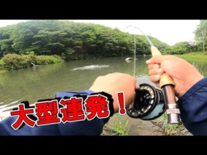管理釣り場で大型連発のウソみたいなフライパターン！激スレの大型魚がウソみたいに釣れる！高萩ふれあいの里フィッシングエリア