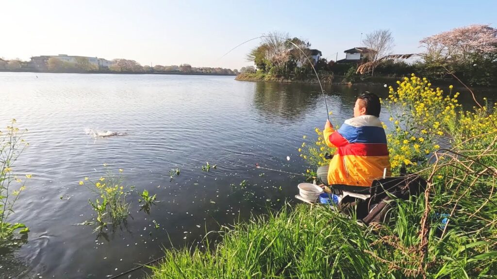 菜の花に向かって産卵するへらぶな横目に釣りをする【茨城県下妻市 砂沼】