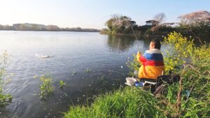 菜の花に向かって産卵するへらぶな横目に釣りをする【茨城県下妻市 砂沼】