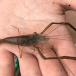 別所沼公園で釣り！