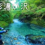 【渓流釣り】碧色の沢で釣りしたら型が揃ってるうえに爆釣だった！