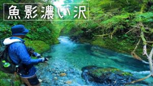 【渓流釣り】碧色の沢で釣りしたら型が揃ってるうえに爆釣だった！
