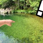 山奥の川に大量の高級魚が沸きまくってました！！