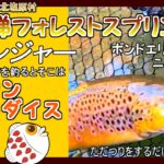 【裏磐梯フォレストスプリングス】鱒レンジャーで釣る管理釣り場のルアーフィッシング【エリアトラウト】