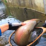 道路沿いの用水路には想定外のバケモノが居る！！