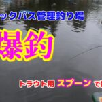 『ブラックバス管理釣り場』スプーンで数釣り、余裕ですｗ