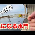お魚パラダイス。中川温排水 バス釣り おかっぱり 埼玉