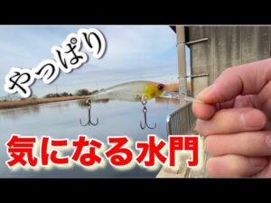 お魚パラダイス。中川温排水 バス釣り おかっぱり 埼玉