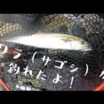 【カヤックフィッシング】サワラ(サゴシ)が釣れました♡【海釣り】