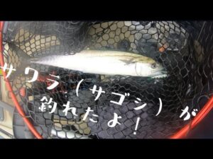 【カヤックフィッシング】サワラ(サゴシ)が釣れました♡【海釣り】