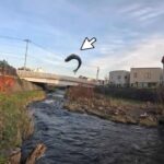 勝納川 すぐそこ海というド下流で釣りした結果…