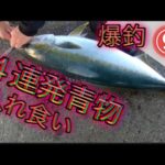【浜名湖】 海釣り公園〜遠州灘 青物 回遊魚 入れ食い 連発 爆釣 釣れる 泳がせ ボイル ナブラ アタリバンバン 場所替え