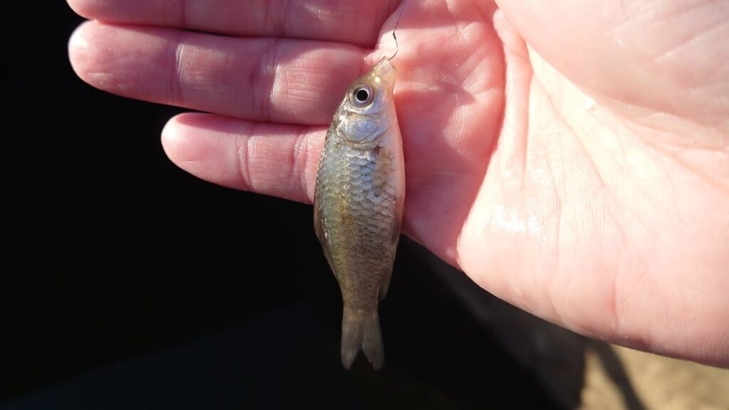 大きな沼で釣りが出来る公園と抹茶色の水路で小物釣り！【爆風】