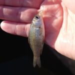 大きな沼で釣りが出来る公園と抹茶色の水路で小物釣り！【爆風】