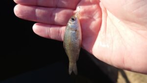 大きな沼で釣りが出来る公園と抹茶色の水路で小物釣り！【爆風】