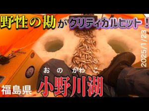 ほぼ初めての湖で大漁!!#ワカサギ釣り #小野川湖 #シマノ #レイクマスター #庄助キャンプ場