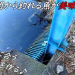 真冬の川魚をごはんのおかずにする