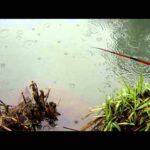 手賀沼タナゴ釣り