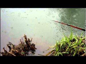 手賀沼タナゴ釣り