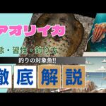 【徹底解説!!】釣りの対象魚アオリイカ！モイカともいわれるアオリイカの特徴・生態・釣り方まで全てわかる！