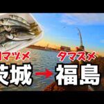 茨城県～福島県  ふたつの堤防でアジ釣り 親切な地元の人のおかげで楽しく釣りができました
