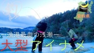 大型アイナメ！宮城の根魚全種釣りました♪