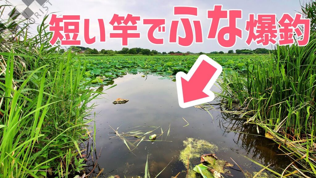【ウキ釣りだいちゃん】城沼（群馬県館林市）初場所でヘラマブ爆釣！