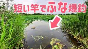 【ウキ釣りだいちゃん】城沼（群馬県館林市）初場所でヘラマブ爆釣！