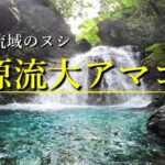 最上流域のヌシ『源流大アマゴ』を釣り上げるために…【渓流釣り】