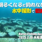 長崎漁港で水中映像！明るくなると釣れなくなる漁港の実態を徹底調査！