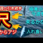 【和歌山アジ釣り】尺アジ釣り🎣強烈寒波❄️雪降る中昼間からアジ連発‼️先週に引き続き今週も尺アジくるか⁈