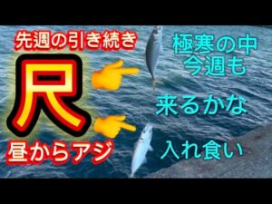 【和歌山アジ釣り】尺アジ釣り🎣強烈寒波❄️雪降る中昼間からアジ連発‼️先週に引き続き今週も尺アジくるか⁈