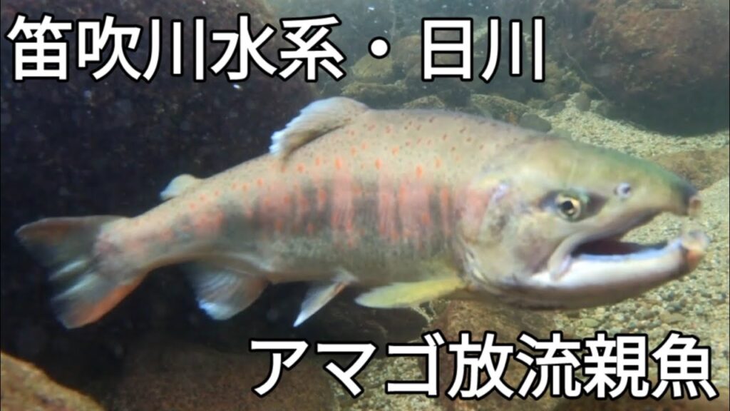 笛吹川水系・日川 アマゴ親魚放流　山梨渓流