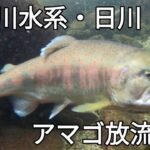 笛吹川水系・日川 アマゴ親魚放流　山梨渓流