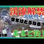 【渓流解禁】今年は寒かった🥶寒狭川上流前日放流したアマゴを解禁日＆２日後の釣行です🎣