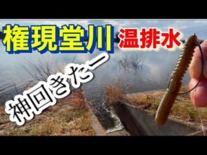 真冬の権現堂 ストーンリグで仕留める！  温排水 バス釣り おかっぱり