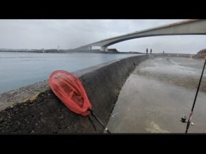 【最速直近浜名湖大曲情報】📢2月2日(日曜日)ついさっきの🎣