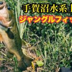 ジャングルフィッシング(バス釣り)(手賀沼)