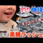【海釣り】サビキ釣りで黒鯛（チヌ）が大爆釣して大興奮！サビキ釣り・黒鯛釣り・チヌ釣り・クロダイ釣り・サビキ・黒鯛・クロダイ・堤防釣り・釣り・大物釣り・黒鯛捌き方・黒鯛料理・クロダイ食べ方・魚釣り