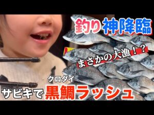 【海釣り】サビキ釣りで黒鯛(チヌ)が大爆釣して大興奮!サビキ釣り・黒鯛釣り・チヌ釣り・クロダイ釣り・サビキ・黒鯛・クロダイ・堤防釣り・釣り・大物釣り・黒鯛捌き方・黒鯛料理・クロダイ食べ方・魚釣り