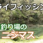 管理釣り場でのニジマスのフライフィッシング。