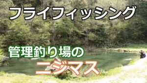 管理釣り場でのニジマスのフライフィッシング。