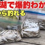 冬の名栗湖で爆釣ワカサギ釣り！絶品わかさぎタルタルサンドも
