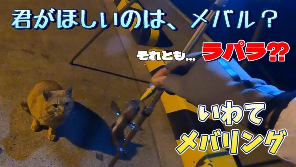 【メバリング】君がほしいのは、メバル？それとも…ラパラ⁇【岩手海釣り】