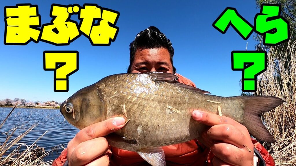 片ズラシの底釣りで城沼で乗っ込みのヘラブナを狙う！