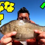 片ズラシの底釣りで城沼で乗っ込みのヘラブナを狙う！